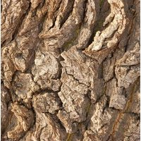 Gwajakowy naturalny olejek eteryczny - Drzewo Gwajakowe - 50ml