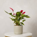 Red Flamingo Flower Plant with Pot