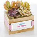It's your Birthday Succulent Garden - FedEx