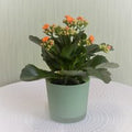 Orange Phantasie