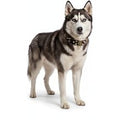 Guardian Kings Studded Collar for Husky - S