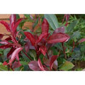 Photinia Red Robin Evergreen Shrub - Award-Winning, Colourful Foliage (1, 2 or 3 Plants) | Wowcher