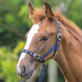 Shires Nylon Foal Slip - Navy / Foal