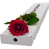 Single Letterbox Red Rose