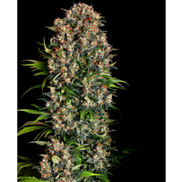 Graines de Big Bud Féminisées, 3 Graines