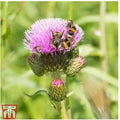 Cirsium Pink Blush Perennial Plants | Wowcher
