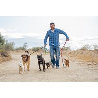 Accredited Expert Dog Walking Course with Ian Stone - Online Certification, Save 90% | Wowcher