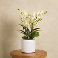 Orchid Boquetto ‘Sensation’ with Pot