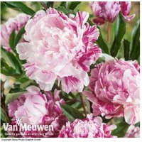 Peony 'Candy Stripe' Flowering Perennial | Wowcher
