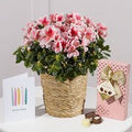 Happy Birthday Azalea Gift