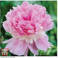 Peony 'Eden's Perfume' - Fragrant Flowering Perennial Plant | Wowcher
