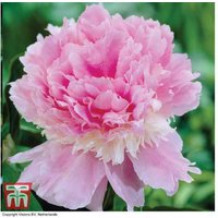 Peony 'Eden's Perfume' - Fragrant Flowering Perennial Plant | Wowcher