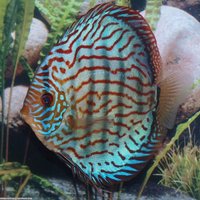 Brilliant Turquoise Discus - Stendker	- Symphysodon Aequifasciatus
