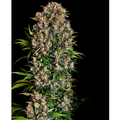 Big Bud Feminized Seeds, 5 Seeds