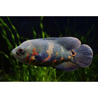 Black Tiger Nemo Oscar Cichlid	- Astronotus Ocellatus