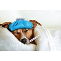Pet Reactivity Test - At-Home Testing for Horses, Cats & Dogs | Wowcher