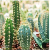Mixed Mini Cactus Plants - Drought Tolerant, Easy Care, Indoor Succulents (Up to 20 Pack) | Wowcher