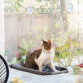 Hamac de fenêtre pour Chat