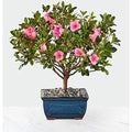 Blooming Azalea Bonsai - FedEx