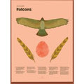 Falcon Fun Facts Print
