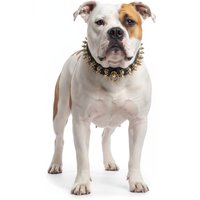 Legion Spiked Collar for American Bulldog - L