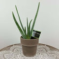 "Aloe Vera"