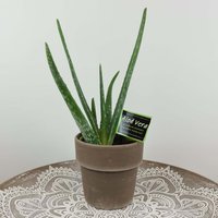 "Aloe Vera"