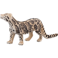 Clouded Leopard