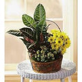 Country Basket Garden