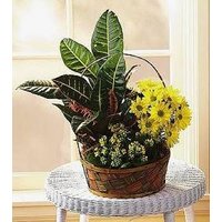 Country Basket Garden