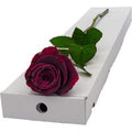 Single Letterbox Black Baccara Rose