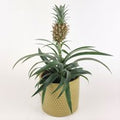 "Ananas Pina"