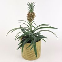 "Ananas Pina"