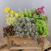 "Sedum Mix"