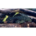 L81 Gold Nugget Pleco - Baryancistrus Xanthellus