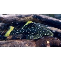 L81 Gold Nugget Pleco - Baryancistrus Xanthellus