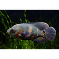 Black Tiger Nemo Oscar Cichlid	- Astronotus Ocellatus