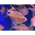 Bleeding Heart Tetra - Megalamphodus Erythrostigma