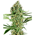 Semi di Critical Runtz Femminizzati, 3 Semi