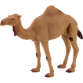 Arabian Camel
