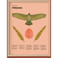 Falcon Fun Facts Print