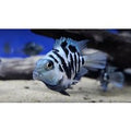 Blue Polar Parrot Cichlid - Amatitlania Nigrofasciata