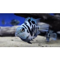 Blue Polar Parrot Cichlid - Amatitlania Nigrofasciata