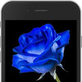 Blue E-Rose