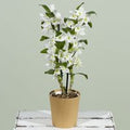 Dendrobium Orchid Plant