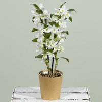 Dendrobium Orchid Plant