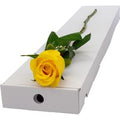 Single Letterbox Yellow Rose