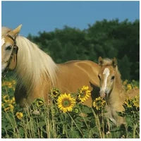 Jigsaw Puzzle - 200 Pieces - Maxi - My Horse