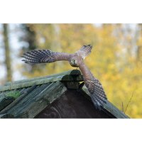 2-Hour Owl Encounter Experience at Hawksflight Falconry, Burton-on-Trent | Wowcher