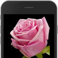 Pink E-Rose